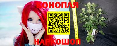 сатива Малгобек